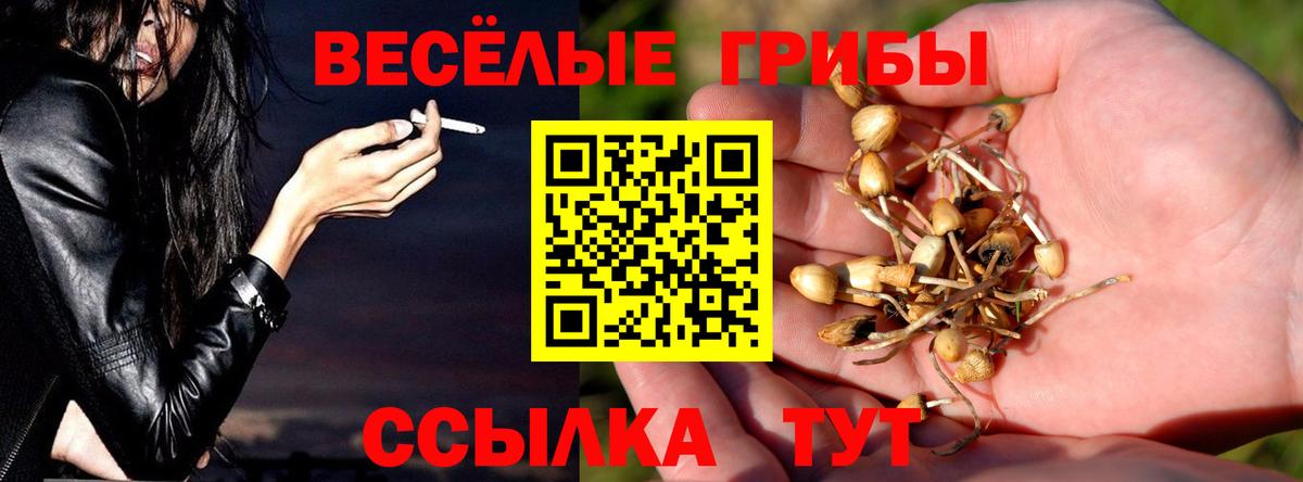 Псилоцибиновые грибы Psilocybe  Вход с VPN  что такое наркотик  Псилоцибиновые грибы прущие грибы  Сызрань 